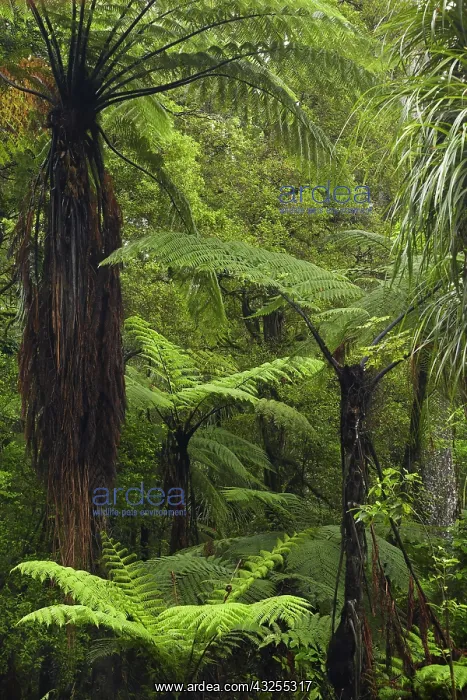 : Tree ferns, Manginangina Kauri Walk, Puketi : Tree ferns, Manginangina Kauri Walk, Puketi