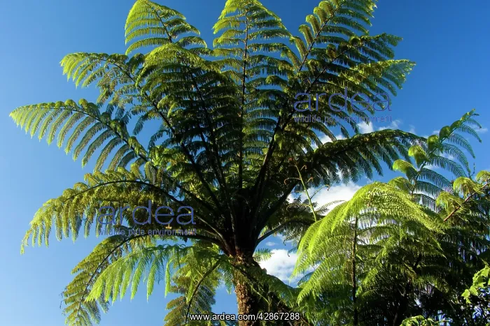  : Tree Ferns - seen from the bottom photographed