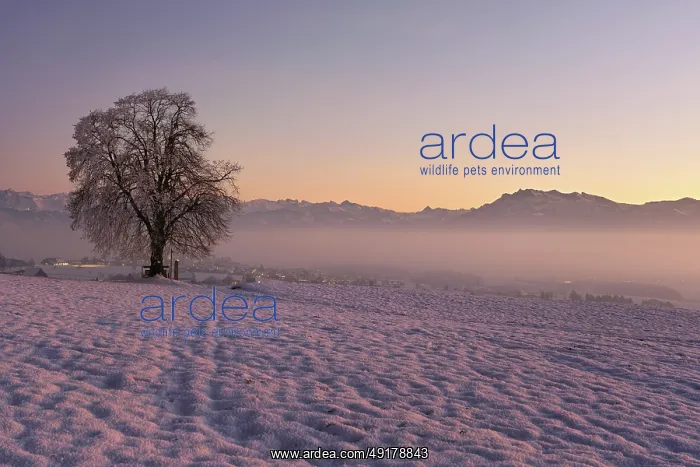 : Tree in a freshly snow-covered landscape : Tree in a freshly snow-covered landscape