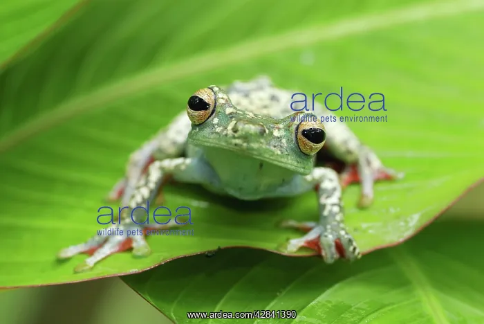 : Tree Frog (Hypsiboas rufitelus). Costa Rica : Tree Frog (Hypsiboas rufitelus). Costa Rica