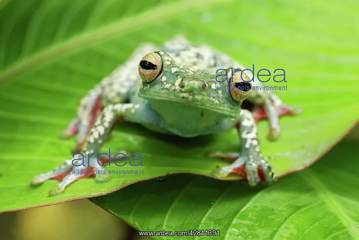 : Tree Frog (Hypsiboas rufitelus). Costa Rica : Tree Frog (Hypsiboas rufitelus). Costa Rica