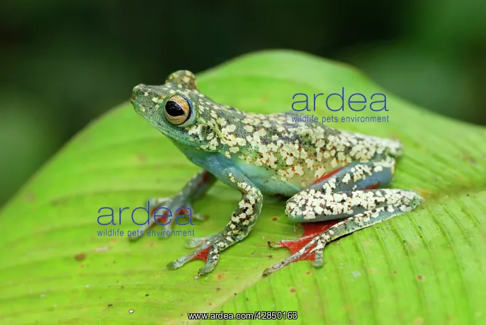 : Tree Frog (Hypsiboas rufitelus). Costa Rica : Tree Frog (Hypsiboas rufitelus). Costa Rica