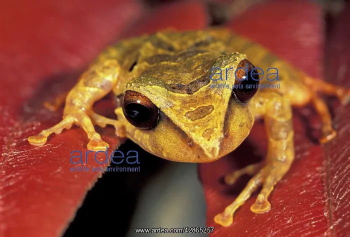 : Tree Frog (Eleutherodactylus conspicillatus). Manu National Park - Peru : Tree Frog (Eleutherodactylus conspicillatus). Manu National Park - Peru