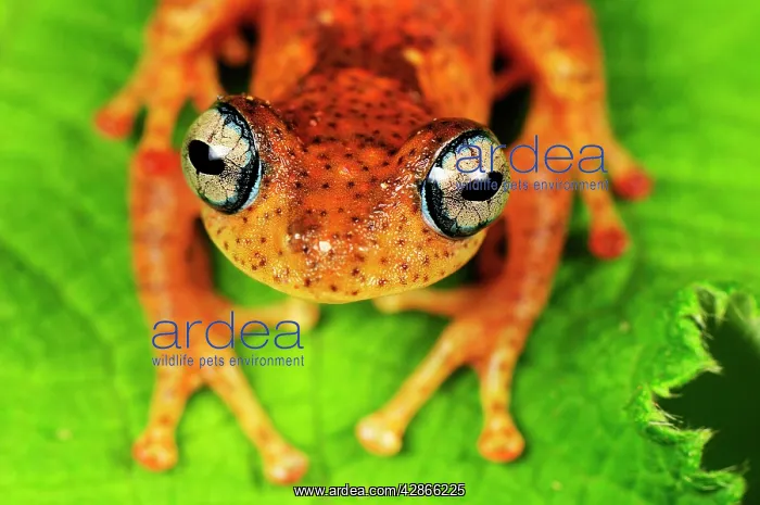 : Tree Frog (Boophis tephraeomystax). Andasibe-Mantadia National Park - Madagascar : Tree Frog (Boophis tephraeomystax). Andasibe-Mantadia National Park - Madagascar