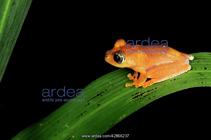 : Tree Frog (Boophis tephraeomystax ). Andasibe - Mantadia National Park - Madagascar : Tree Frog (Boophis tephraeomystax ). Andasibe - Mantadia National Park - Madagascar