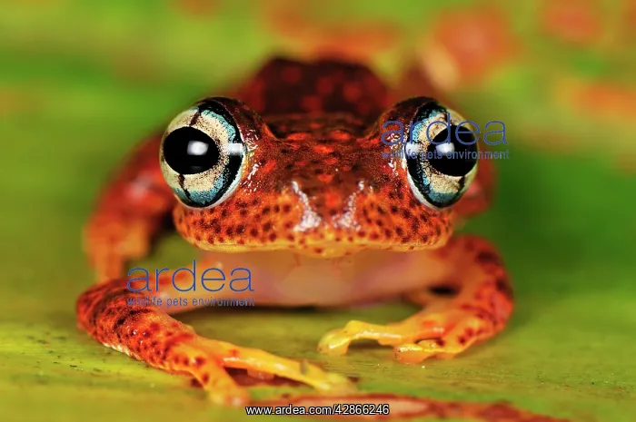 : Tree Frog (Boophis tephraeomystax ). Andasibe - Mantadia National Park - Madagascar : Tree Frog (Boophis tephraeomystax ). Andasibe - Mantadia National Park - Madagascar