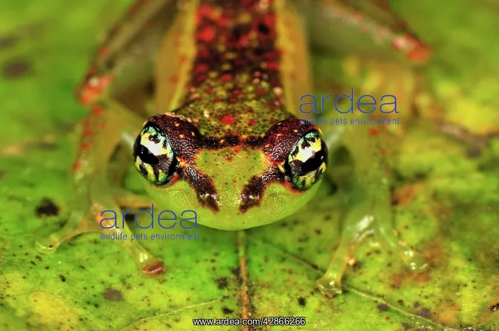 : Tree Frog (Boophis bottae). Andasibe - Mantadia National Park - Madagascar : Tree Frog (Boophis bottae). Andasibe - Mantadia National Park - Madagascar