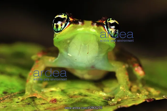 : Tree Frog (Boophis bottae). Andasibe - Mantadia National Park - Madagascar : Tree Frog (Boophis bottae). Andasibe - Mantadia National Park - Madagascar