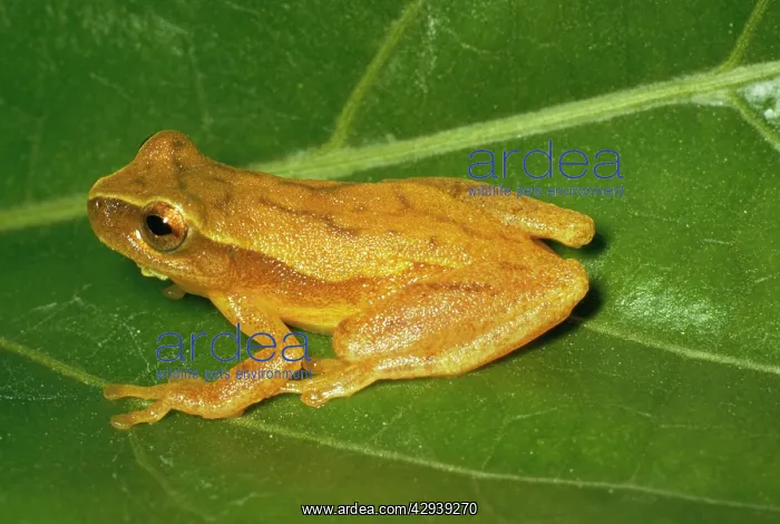  : Tree Frog (Hyla rubra). Trinidad
