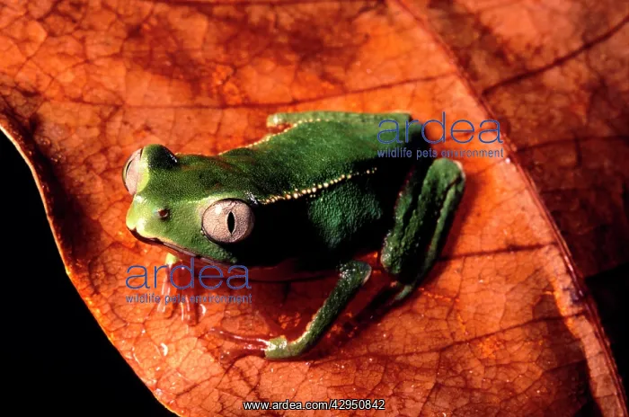 : Tree frog (Phyllomedusa vaillanti). French Guiana forest : Tree frog (Phyllomedusa vaillanti). French Guiana forest