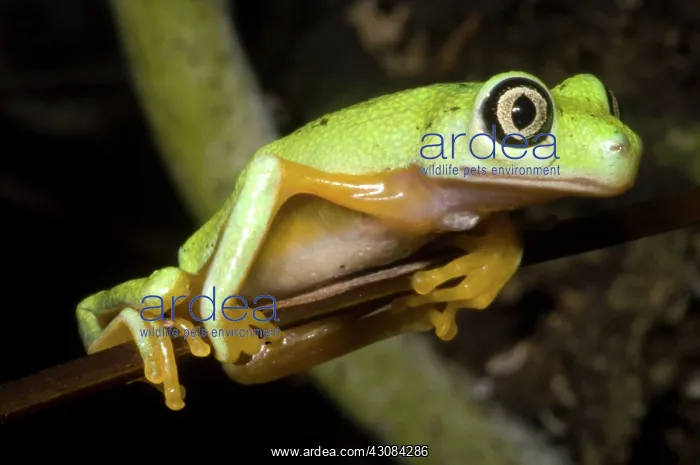 : Tree Frog. Hylomantis lemur, the white eyed leaf frog, is a critically threatened species : Tree Frog. Hylomantis lemur, the white eyed leaf frog, is a critically threatened species