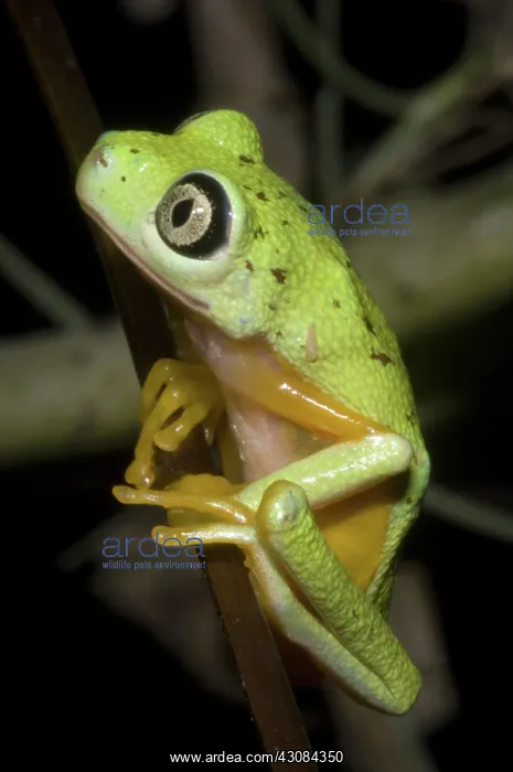 : Tree Frog. Hylomantis lemur, the white eyed leaf frog, is a critically threatened species : Tree Frog. Hylomantis lemur, the white eyed leaf frog, is a critically threatened species