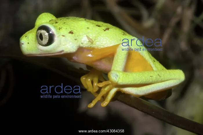 : Tree Frog. Hylomantis lemur, the white eyed leaf frog, is a critically threatened species : Tree Frog. Hylomantis lemur, the white eyed leaf frog, is a critically threatened species