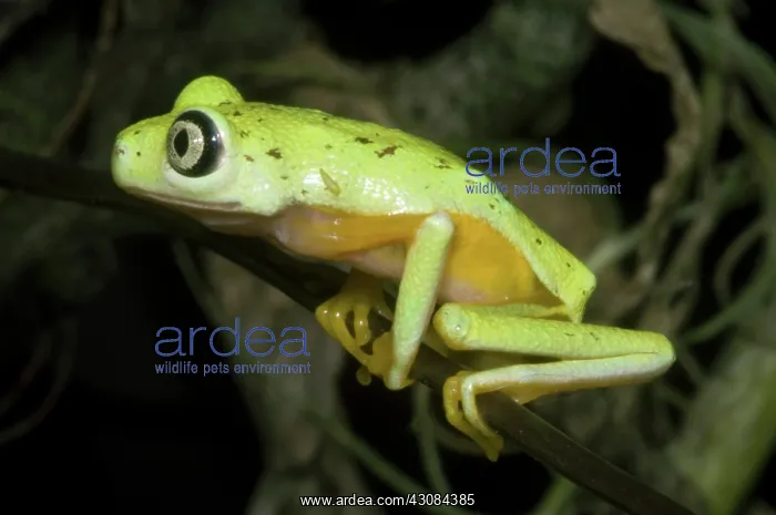 : Tree Frog. Hylomantis lemur, the white eyed leaf frog, is a critically threatened species : Tree Frog. Hylomantis lemur, the white eyed leaf frog, is a critically threatened species