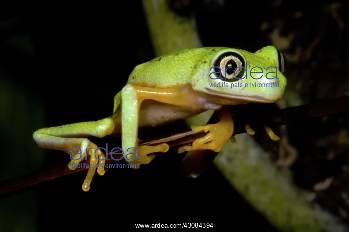 : Tree Frog. Hylomantis lemur, the white eyed leaf frog, is a critically threatened species : Tree Frog. Hylomantis lemur, the white eyed leaf frog, is a critically threatened species
