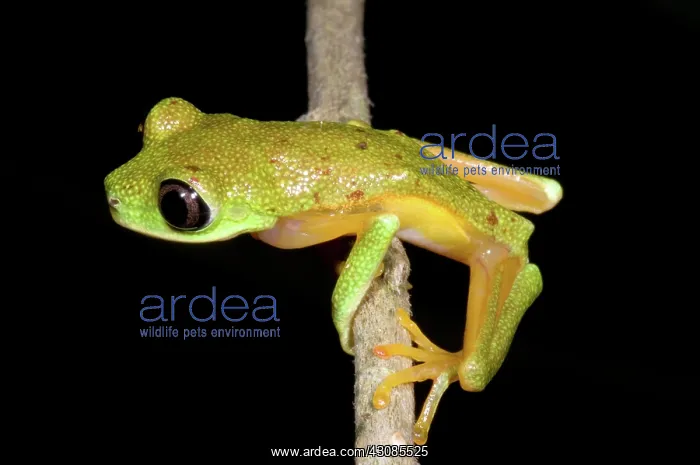 : Tree Frog. Hylomantis lemur (formerly Phyllomedusa lemur) is threatened : Tree Frog. Hylomantis lemur (formerly Phyllomedusa lemur) is threatened