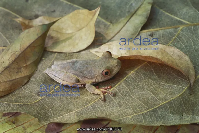 : Tree frog. Peru, Tambopata River, Tree frog (Hyla fasciata) : Tree frog. Peru, Tambopata River, Tree frog (Hyla fasciata)