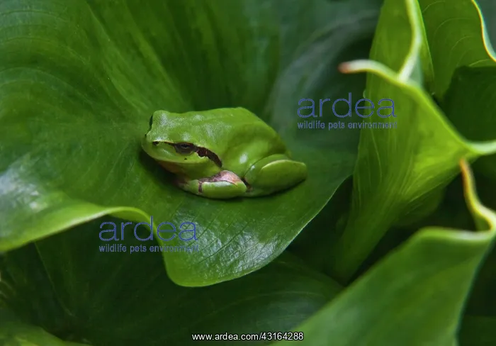 : Tree Frog camouflaged on calla leaves : Tree Frog camouflaged on calla leaves