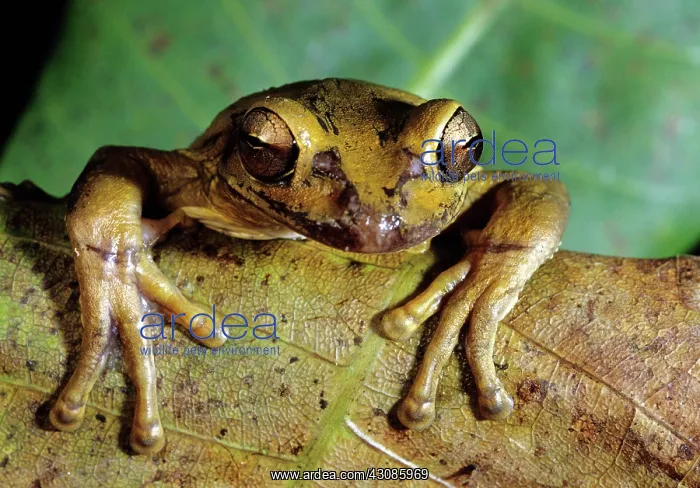 : Tree Frog, Costa Rica : Tree Frog, Costa Rica