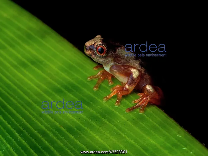 : Tree frog (Dendropsophus sp), recently metamorph : Tree frog (Dendropsophus sp), recently metamorph