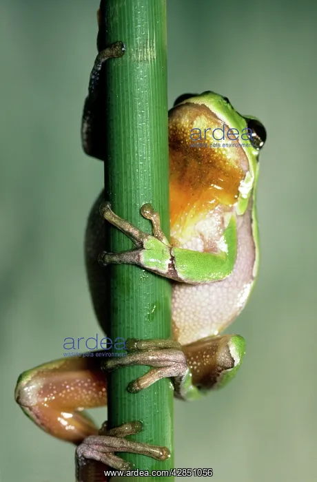 : TREE FROG - HUGGING BRANCH : TREE FROG - HUGGING BRANCH