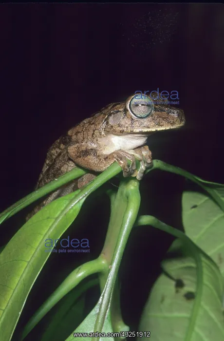 : Tree Frog, (Hyla crepitans), Venezuela : Tree Frog, (Hyla crepitans), Venezuela