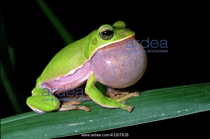 : Tree frog (Rhacophorus arvalis), inflated vocal : Tree frog (Rhacophorus arvalis), inflated vocal