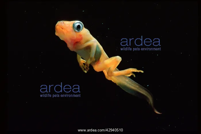 : Tree Frog Tadpole : Tree Frog Tadpole