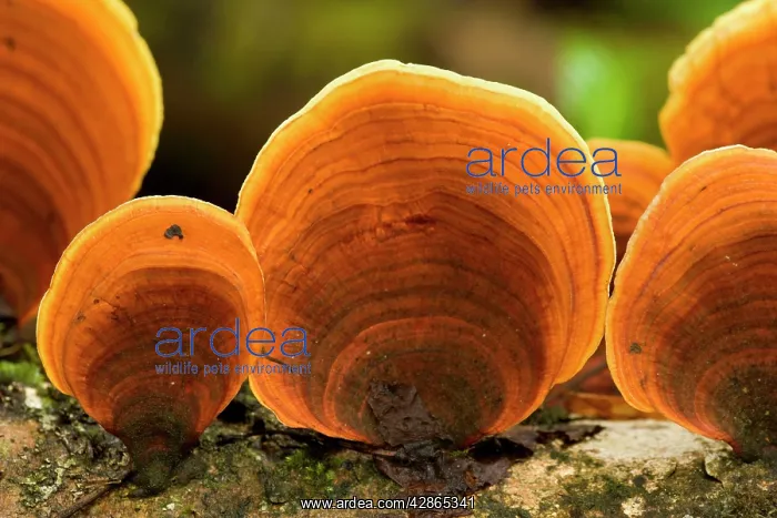  : tree fungi in rainforest - brightly orange coloured