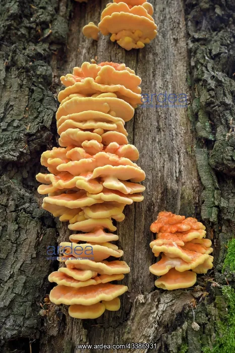 : Tree fungus, beech forest, Bottrop, Ruhr area, North : Tree fungus, beech forest, Bottrop, Ruhr area, North