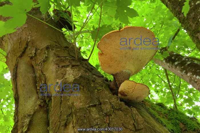 : Tree Fungus growing out of the trunk of : Tree Fungus growing out of the trunk of