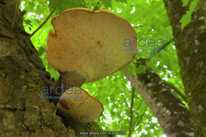 : Tree Fungus growing out of the trunk of : Tree Fungus growing out of the trunk of