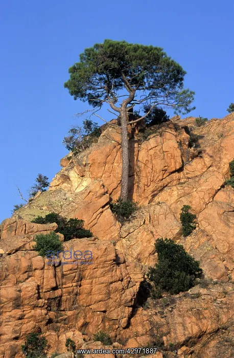 : Tree growing out from rocky formation on mountain-side : Tree growing out from rocky formation on mountain-side