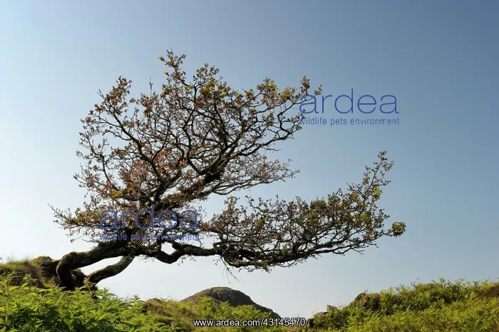 : Tree growing sidewards : Tree growing sidewards