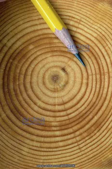 : Tree growth rings : Tree growth rings