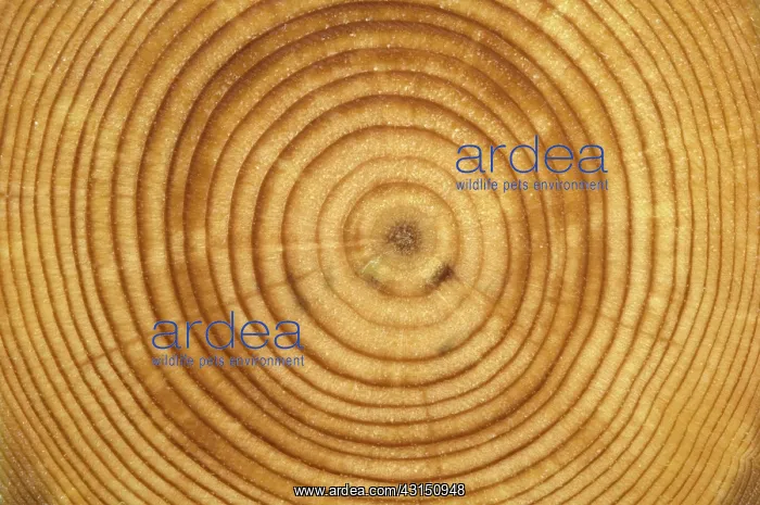 : Tree growth rings : Tree growth rings
