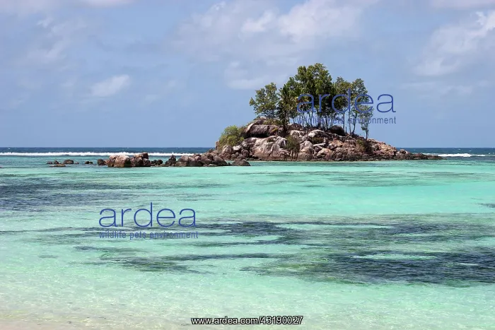 : Tree growth on small granite island in turquoise : Tree growth on small granite island in turquoise