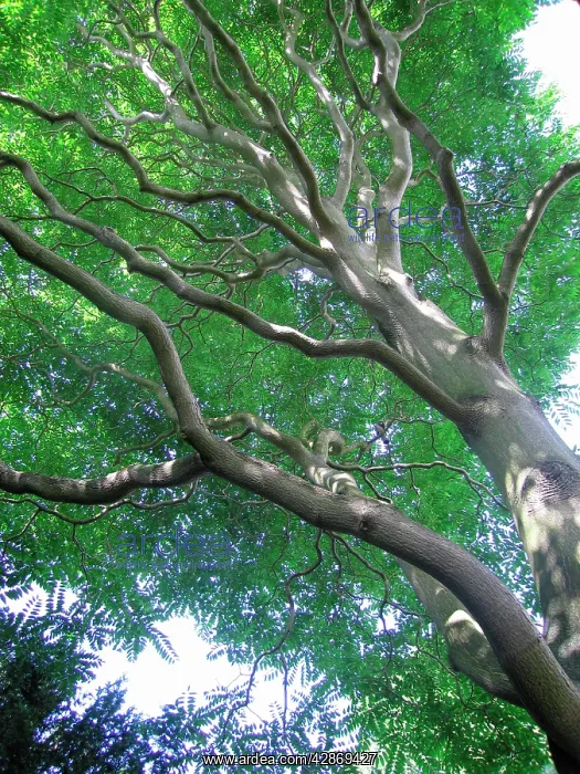  : Tree of Heaven