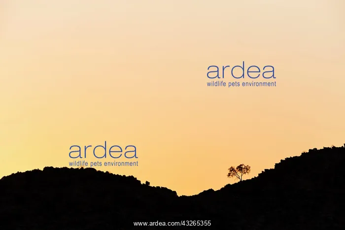 : Tree on hill on the horizon, Sesriem, Namibia, Africa : Tree on hill on the horizon, Sesriem, Namibia, Africa