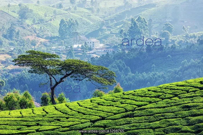 : Tree on hill with tea plantations, Munnar, Kerala : Tree on hill with tea plantations, Munnar, Kerala