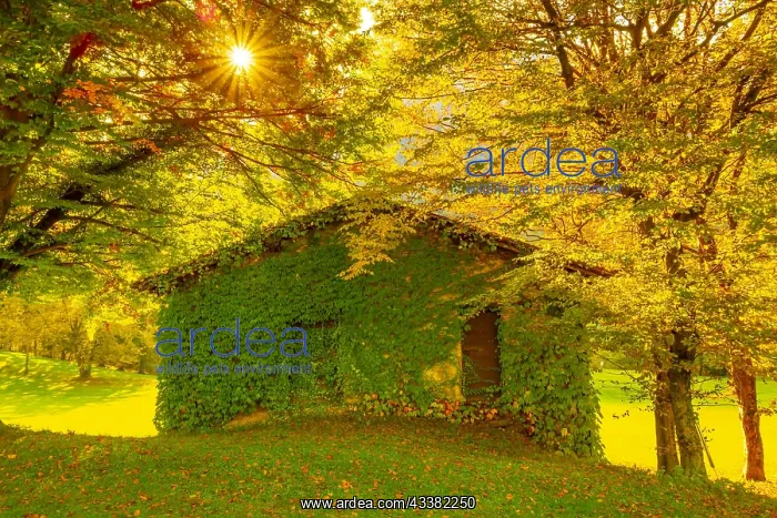 : Tree and House on the Field with Mountain View in : Tree and House on the Field with Mountain View in