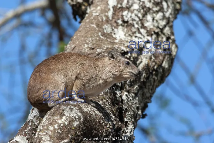 : Tree Hyrax : Tree Hyrax