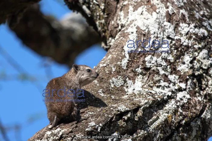 : Tree Hyrax : Tree Hyrax