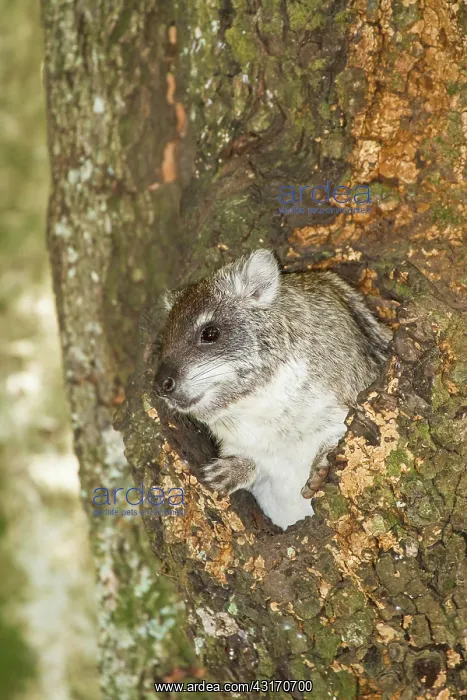 : Tree Hyrax : Tree Hyrax