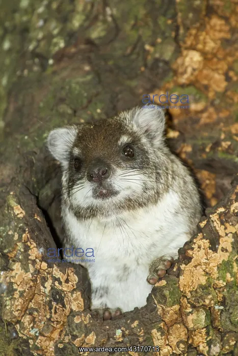 : Tree Hyrax : Tree Hyrax