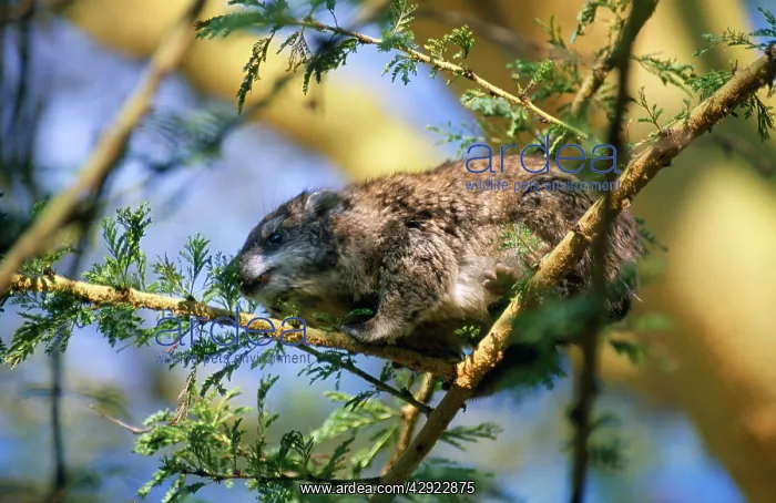 : TREE HYRAX - ON BRANCH : TREE HYRAX - ON BRANCH