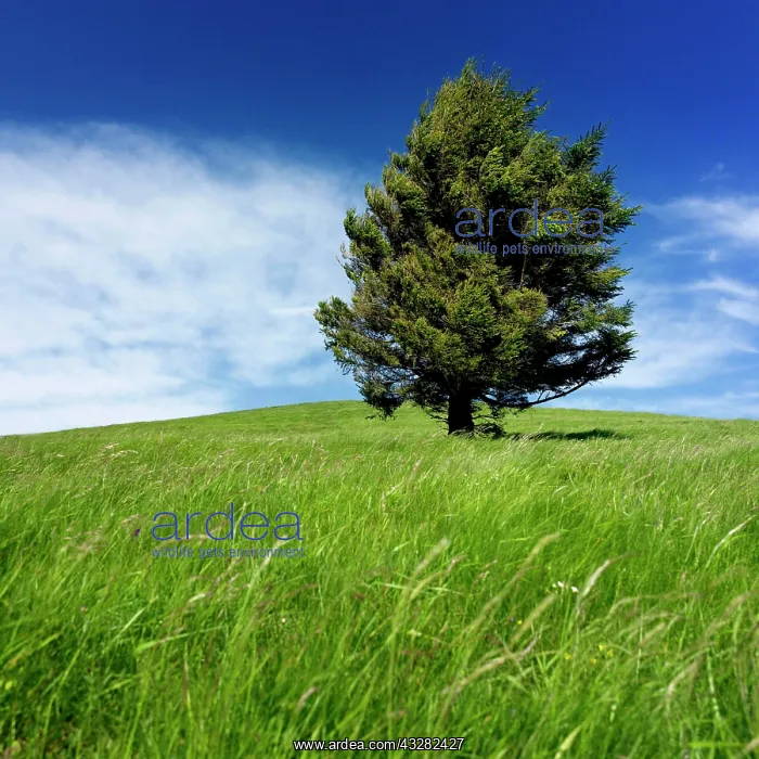 : Tree isolated in a landscape, Puy de Dome department : Tree isolated in a landscape, Puy de Dome department