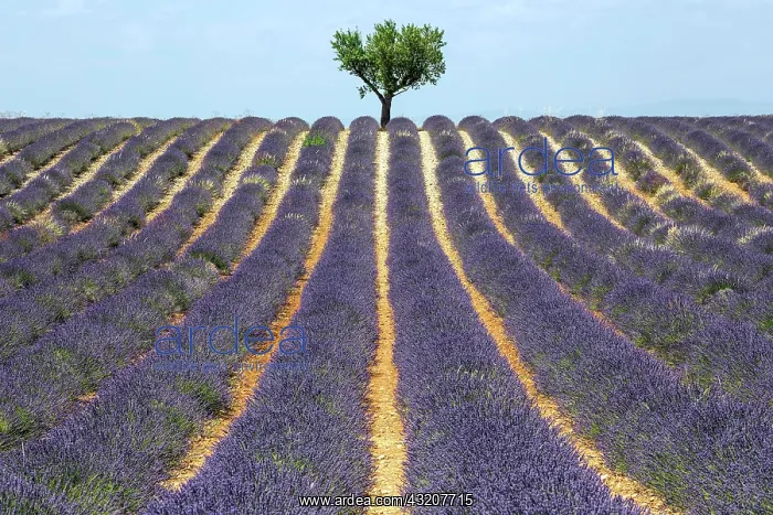 : Tree in a lavender field, flowering true lavende : Tree in a lavender field, flowering true lavende