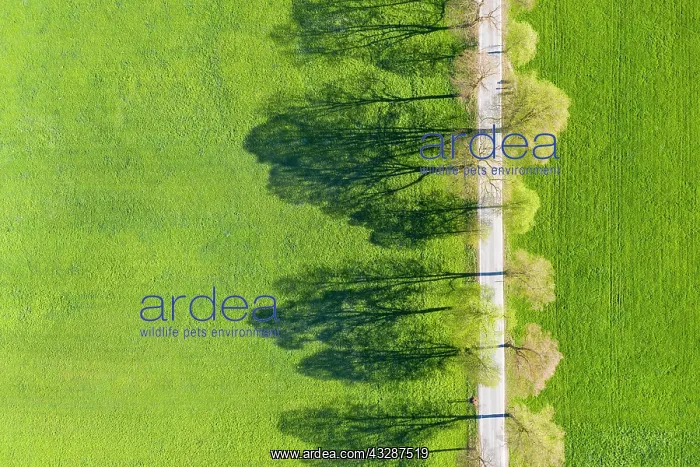 : Tree-lined avenue with shade, Benediktbeuern, Tolzer-Land : Tree-lined avenue with shade, Benediktbeuern, Tolzer-Land