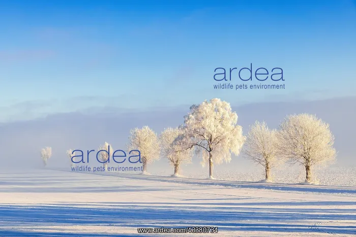 : Tree lined country road with hoarfrost and fog in : Tree lined country road with hoarfrost and fog in